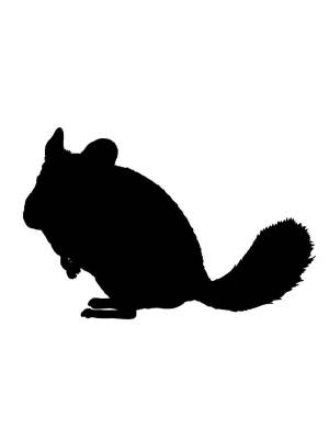 Трафареты Шиншиллы