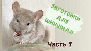 Какие растения едят шиншиллы