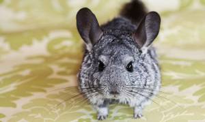 Зверек шиншилла