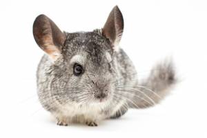 Шиншилла на белом фоне