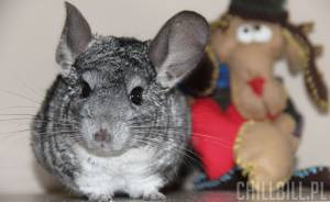 My sweet Chinchilla!