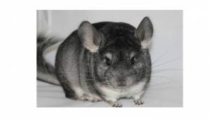 Разведение шиншилл в домашних условиях