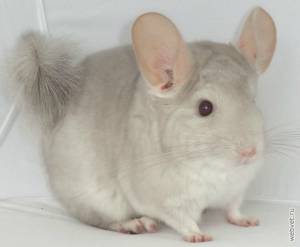 WEBVET Бежевая гетерозиготная шиншилла