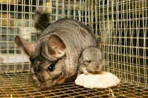 Маленькая серая шиншилла