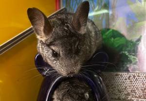 Плюшевая радость