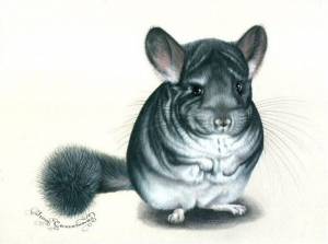 Животное шиншилла