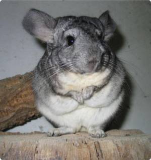 Cсаживание шиншилл