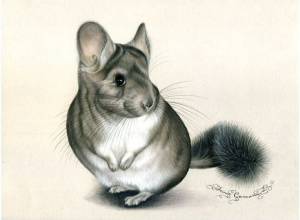 Шиншилла рисунок для детей