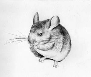 Мультяшная шиншилла