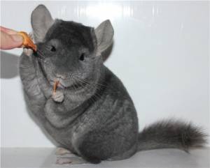 КОРОТКО О ШИНШИЛЛАХ