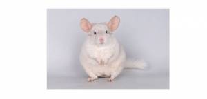 Разведение шиншилл в домашних условиях