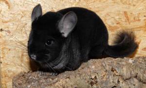 Зверек шиншилла