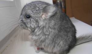 Зверек шиншилла