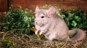 Зверек шиншилла