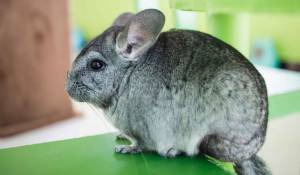 Зверек шиншилла