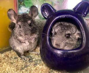 Плюшевая радость