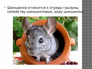Особенности шиншилл