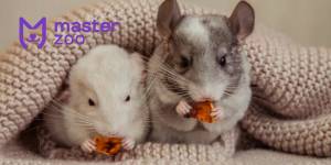 Кормление шиншилл