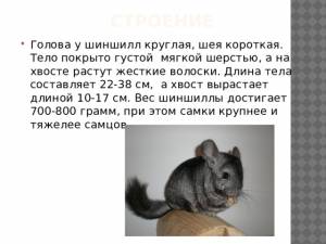 Особенности шиншилл