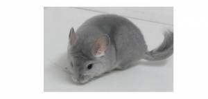 Разведение шиншилл в домашних условиях
