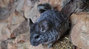 Зверек шиншилла