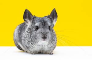 Шиншилла на белом и желтом фоне