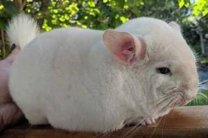 Шиншилла форум ChinClub