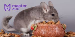 Кормление шиншилл