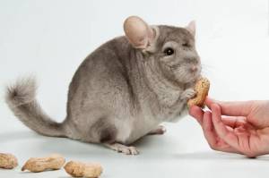 Какие витамины нужно давать шиншиллам?