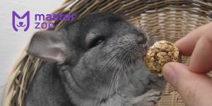 Кормление шиншилл