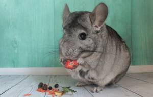 Рекомендации по уходу за беременными шиншиллами