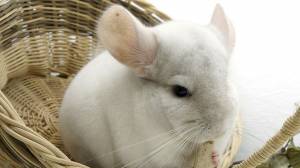 Чем кормить шиншиллу?