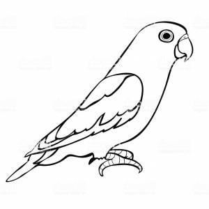 Трафарет попугай