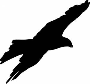 Трафареты птиц