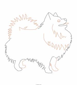 Раскраска шпиц