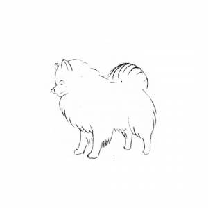 Раскраски собака шпиц сложная