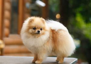 Померанский шпиц