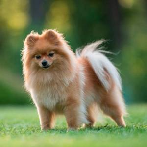 Померанский шпиц