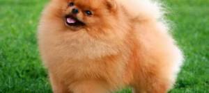 Шпиц, описание породы и стоимость стрижки