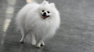 Померанский шпиц