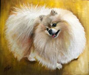 Глаза у шпица