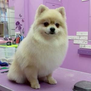 Померанский шпиц