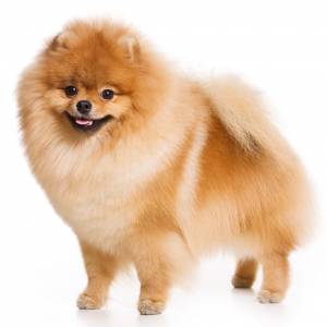 Померанский Шпиц