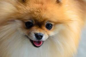 Померанский шпиц