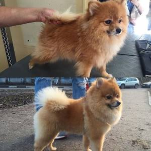 Гигиеническая стрижка померанского шпица, цены на услуги салона