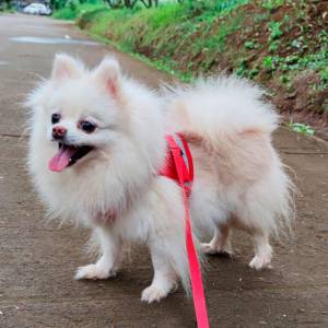 Померанский Шпиц