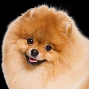 Померанский Шпиц