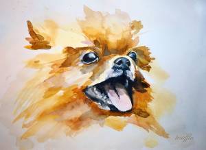 Шпиц в лесу