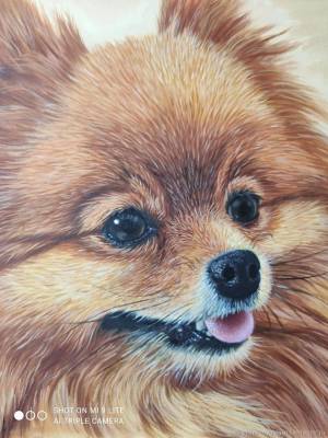 Шпиц с голубыми глазами