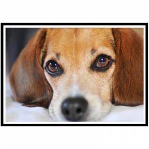 5D Алмазная Роспись Полный Алмазный Щенок Круглый Алмазная Мозаика Узор Домашнее Украшение Сделай Сам Ручной Работы